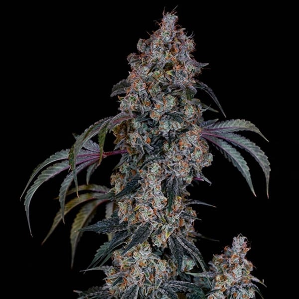 THUG ROZÉ R1 Ethos Genetics cannabis seeds