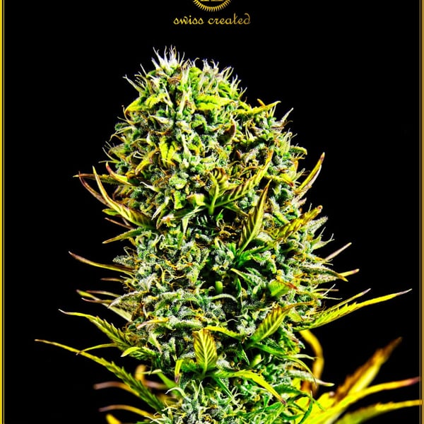 Amnesia Haze Anaconda Seeds cannabisfrø