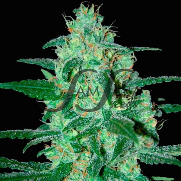 Thunder Bloody Mary Samsåra Seeds cannabis seeds