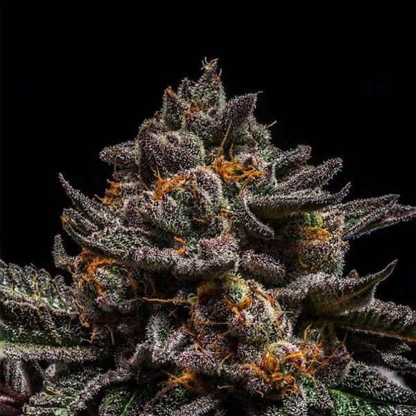 Brain Cake Ripper Seeds Cannabisfrø skunkfrø
