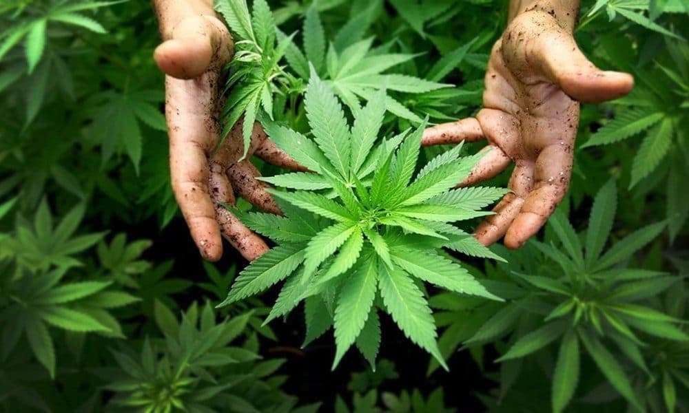 Guide: Dyrkning af skunk - Nordland Seeds - Skunkfr & cannabisfr