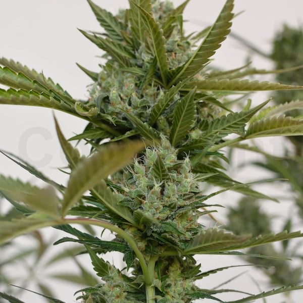 Hoffmann Automatic skunkfrø cannabisfrø CPHseeds Copenhagen Seed Company