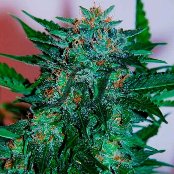Flash Babylon Samsåra Seeds cannabis seeds