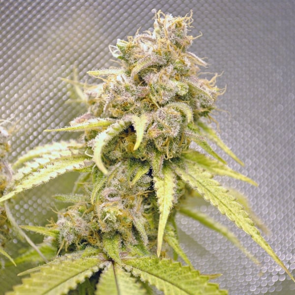 Durban Poison Auto Nordland Seeds cannabisfrø