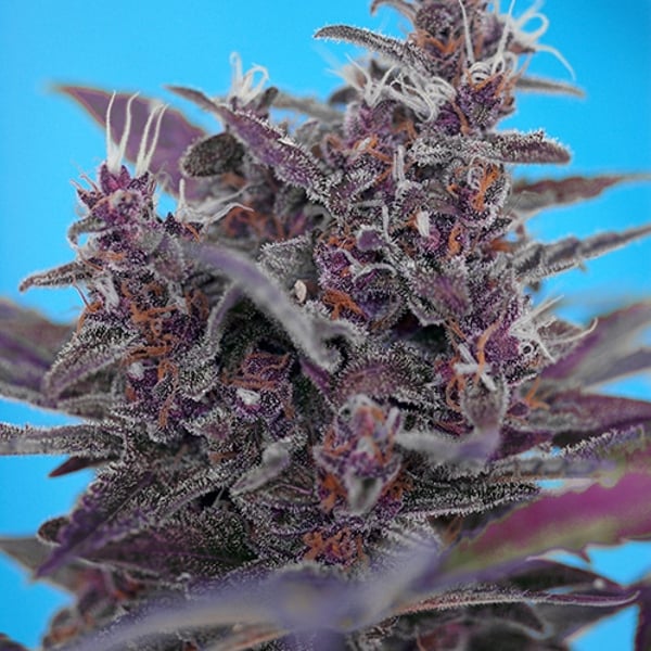 Skunkfrø Black Cream Auto cannabisfrø Sweet Seeds