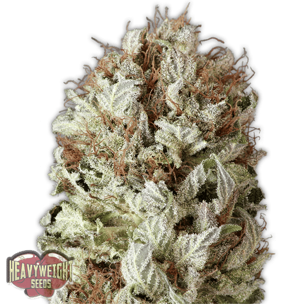 Exteme Impact Auto Heavyweight Seeds