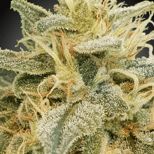 CBDRelief Paradise Seeds