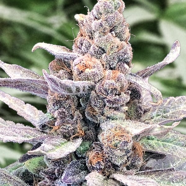 Wedding Crasher Auto High Speed Buds cannabisfrø