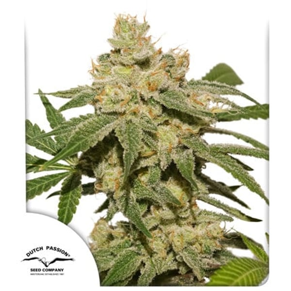 Cookies Kush Auto Barneys Farm cannabisfrø