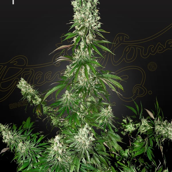 White Strawberry Skunk Strain Hunters Seed Seed Bank cannabisfrø