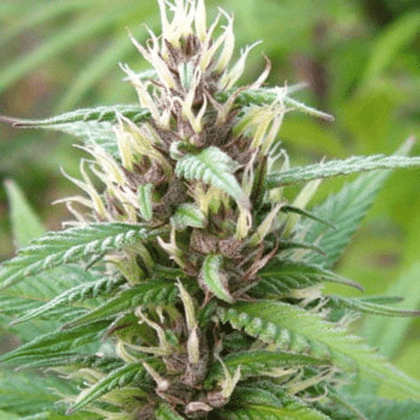 Mind Bender K.C. Brains Seeds cannabisfrø