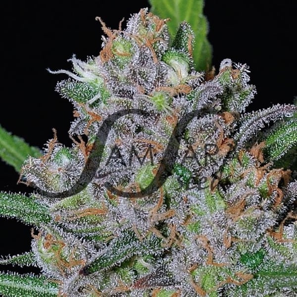Sweet Black Angel Samsåra Seeds cannabis seeds
