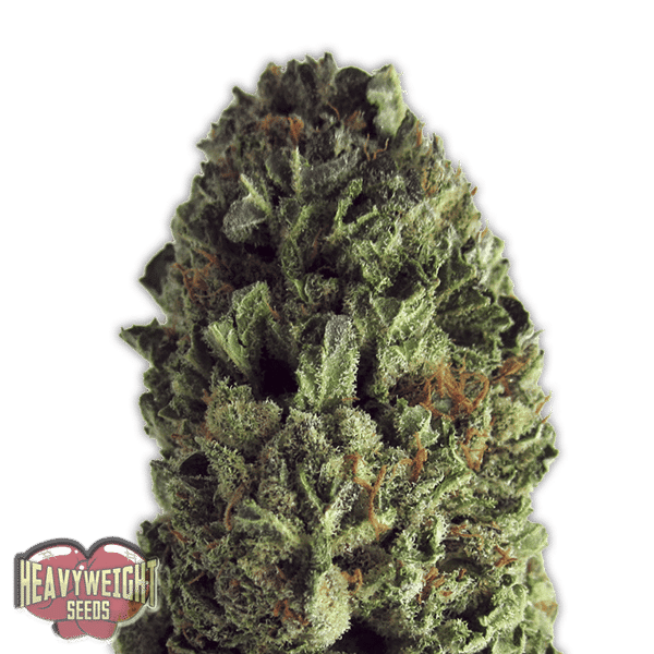 Budzilla Heavyweight Seeds cannabisfrø