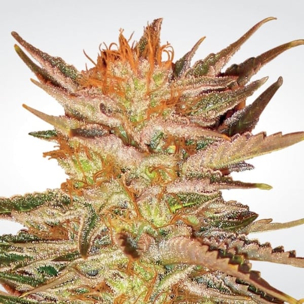 Skunkfrø Ice Cream Cannabisfrø Paradise Seeds