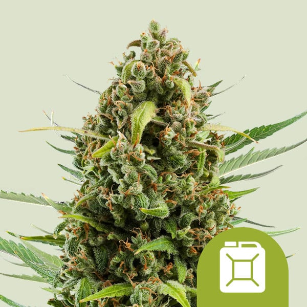 Diesel Automatic Royal Queen cannabisfrø skunkfrø