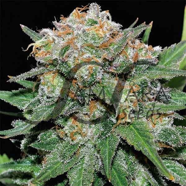 El Alquimista Samsåra Seeds cannabis seeds
