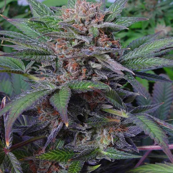 Somango Soma Sacred Seeds cannabisfrø