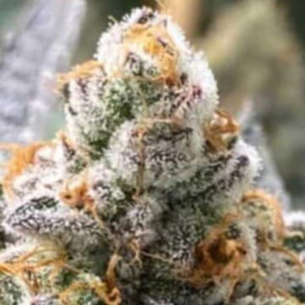 Orange Glue Black Farm Genetix