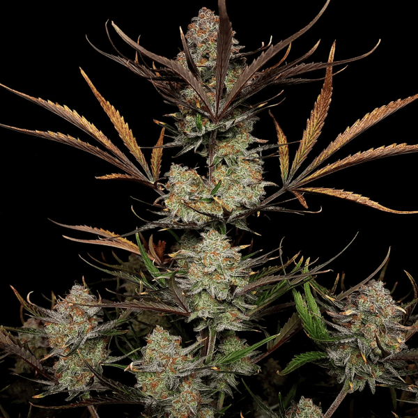 Apple Strudel Auto Fast Buds cannabisfrø