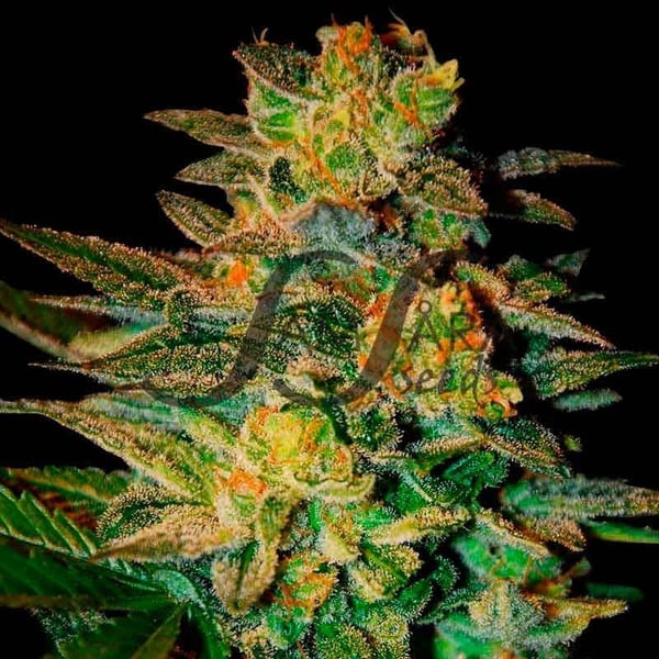 Spiritual Punk Samsåra Seeds cannabis seeds