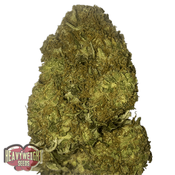 Skunky Monkey Auto Heavyweight Seeds cannabisfrø