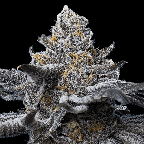 LFG Barneys Farm cannabisfrø