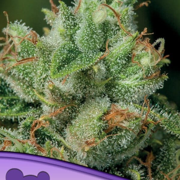 Afghanica Anesia Seeds cannabisfrø skunkfrø