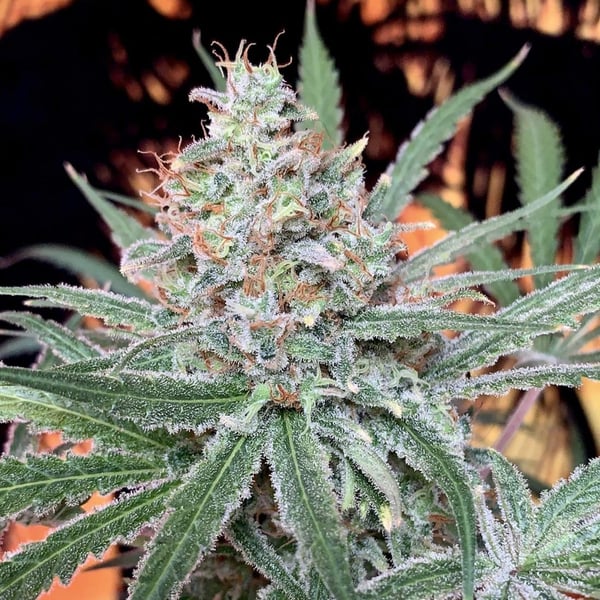 SexBud Female Seeds cannabisfrø