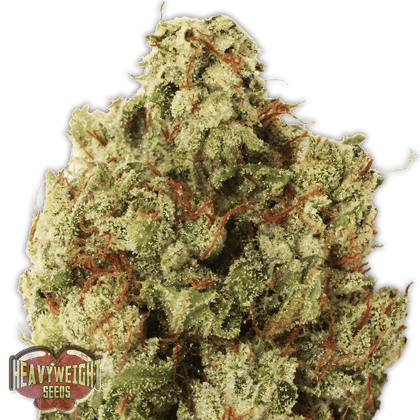 Green Ninja Heavyweight Seeds cannabisfrø