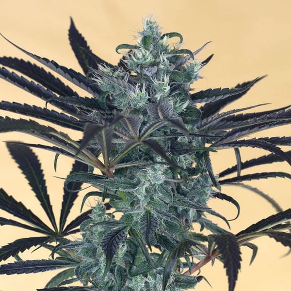 Blueberry Headband Humboldt Seed Organization cannabisfrø