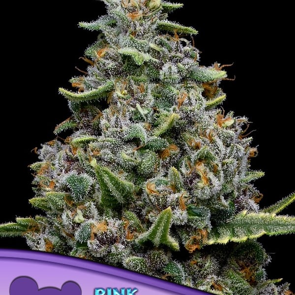 Pink Matcha Slush Anesia Seeds cannabisfrø skunkfrø