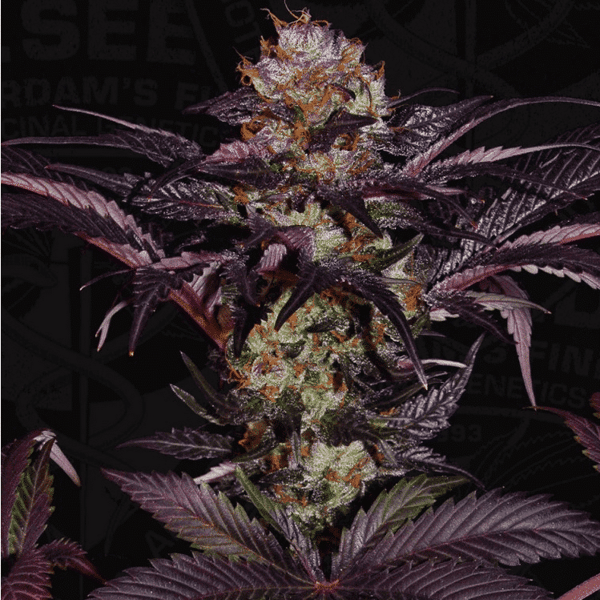 Skunkfrø French Macaron Feminiserede Cannabisfrø TH Seeds