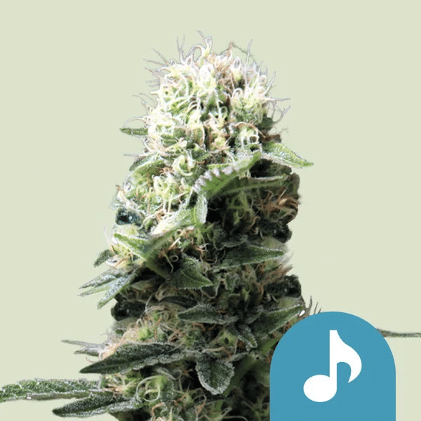 Dance World Royal Queen Cannabisfrø Skunkfrø