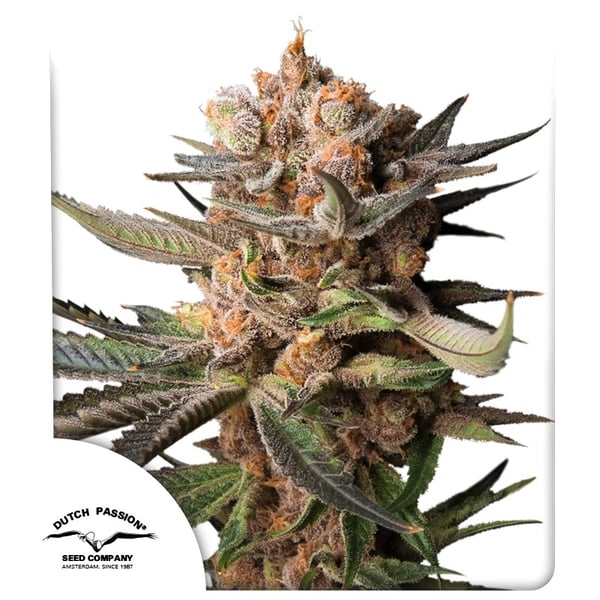 Auto Frozen Biscotti Dutch Passion cannabisfrø