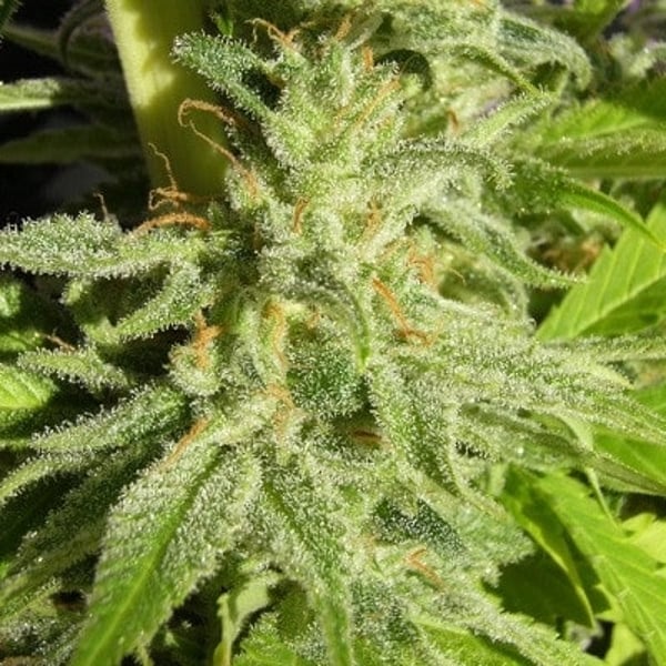 Orient Express Ace Seeds cannabisfrø