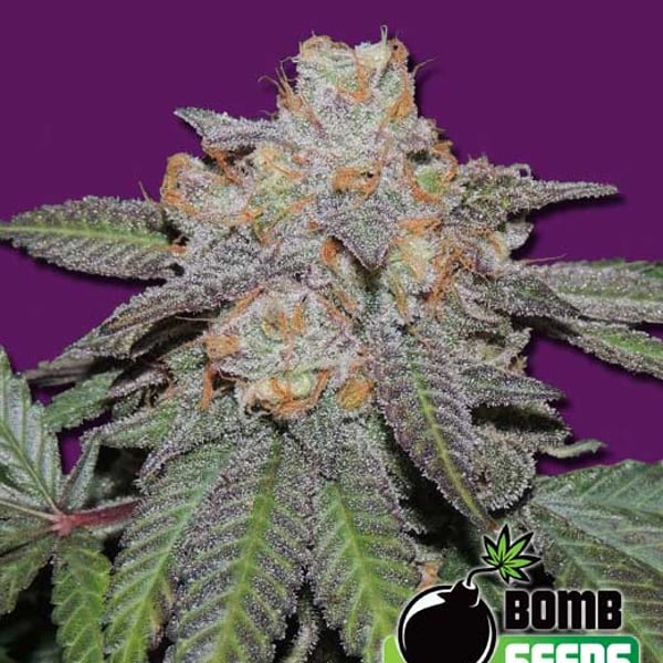 Cherry-Bomb-Auto autoblomstrende cannabisfrø