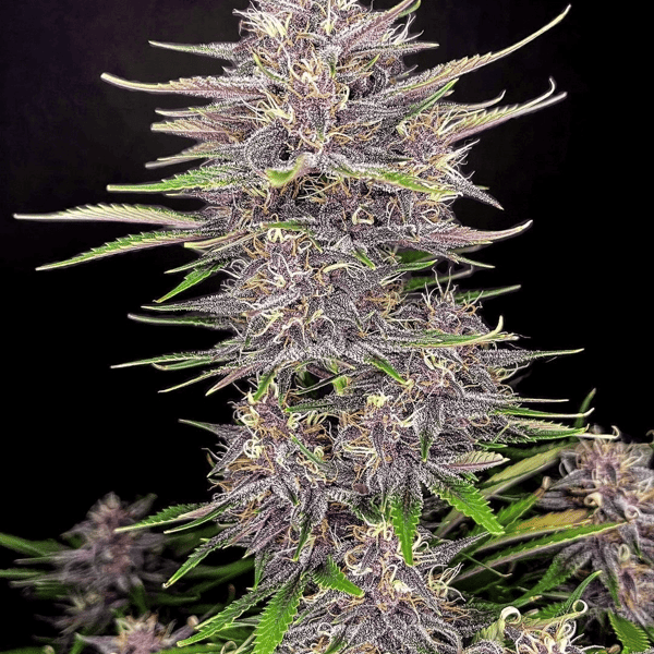 Banana Purpel Punch Auto Fast Buds cannabisfrø skunkfrø (2)