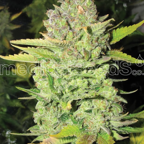 Medicinske cannabisfrø devil fruit