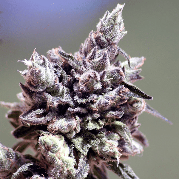 Washing Machine Ripper Seeds cannabisfrø