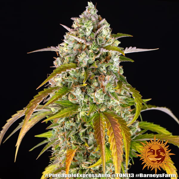 Pineapple Express Auto Barneys Farm