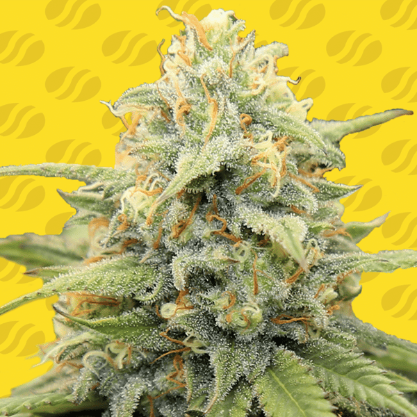Apple Fritter Auto