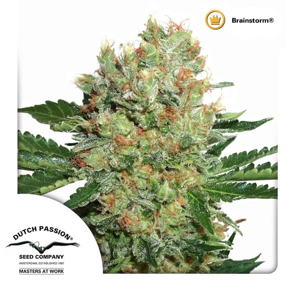 cannabisfrø-Brainstorm-Dutch-Passion