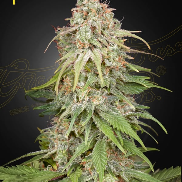 GH Amnesia Green House Seed Company cannabisfrø
