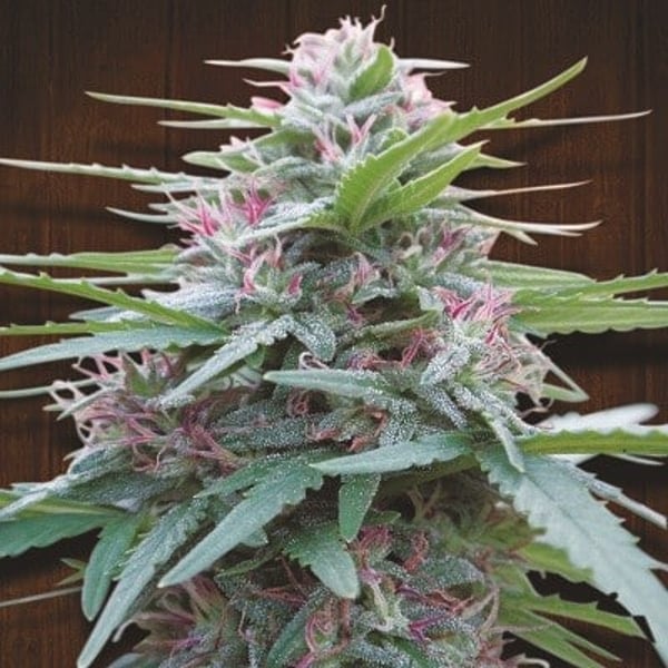 Panama Ace Seeds cannabisfrø