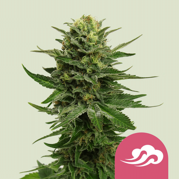 Blue Mystic Automatic Royal Queen Cannabisfrø Skunkfrø