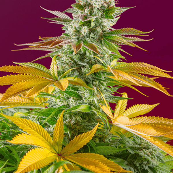 Gorilla Girl F1 Fast Version cannabisfrø skunkfrø Sweet Seeds