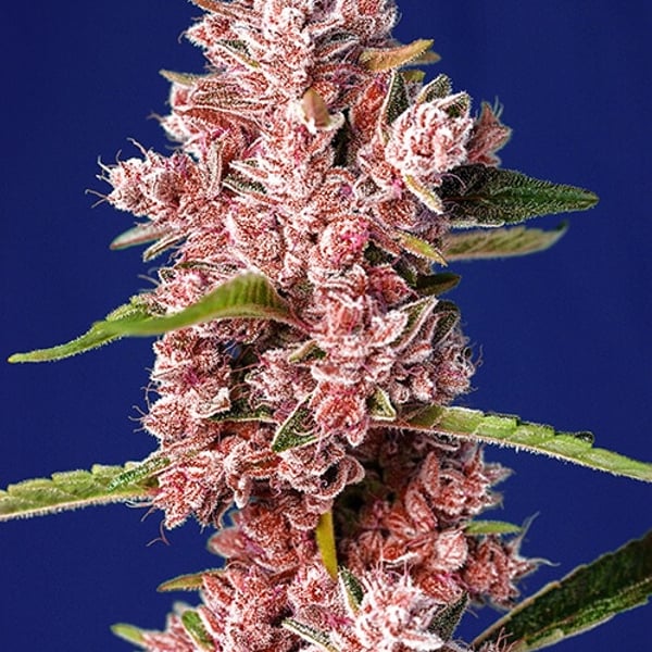 Tropicanna Poison F1 Fast Version - 5 frø pr. pakke