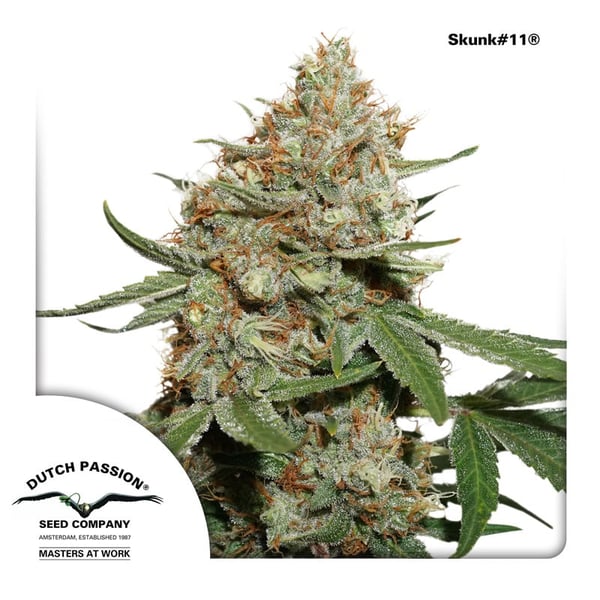 cannabisfrø-Skunk11-Dutch-Passion
