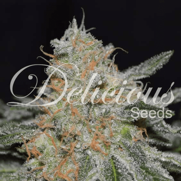 Critical Neville Haze 2.0 Delicious Seeds cannabisfrø