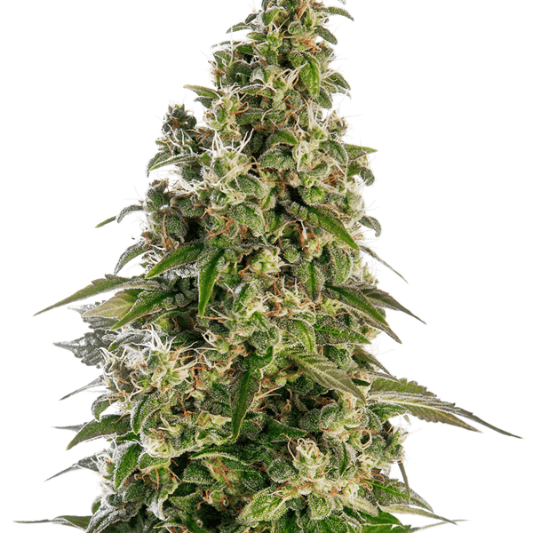 Cannabisfrø Sensi Seeds Afghan #1 Automatic